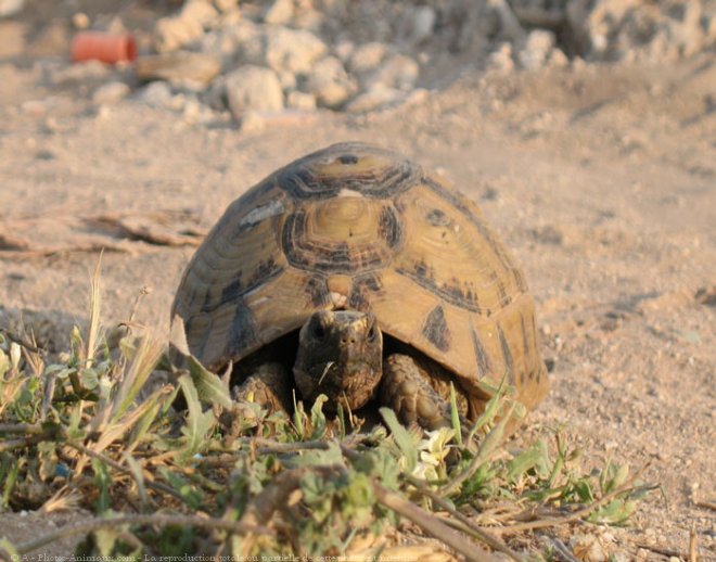 Photo de Tortue