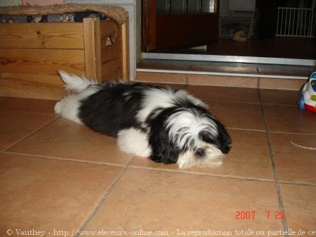 Photo de Shih tzu