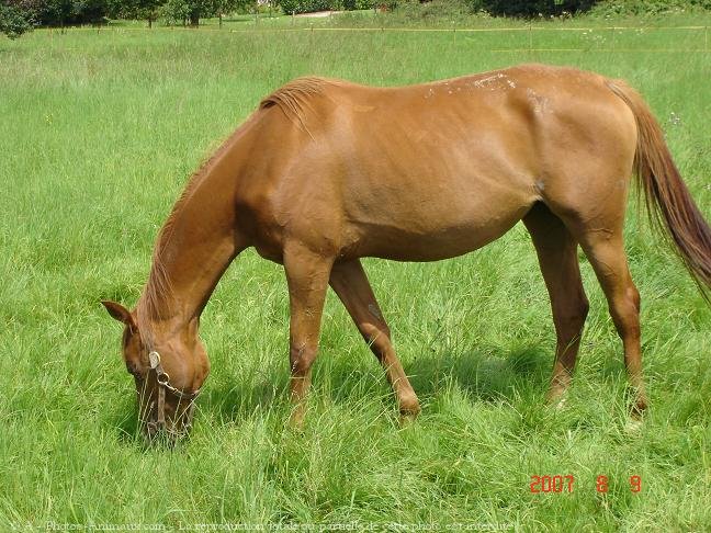 Photo de Trotteur franais