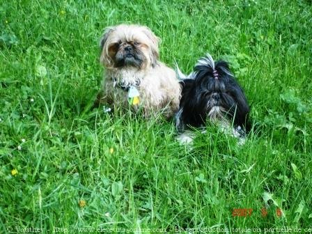 Photo de Shih tzu