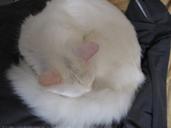 Photo d'Angora turc