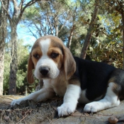 Photo de Beagle