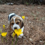 Photo de Beagle