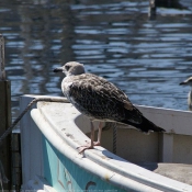 Photo de Mouette