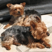 Photo de Yorkshire terrier