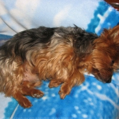 Photo de Yorkshire terrier