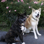 Photo d'Akita inu