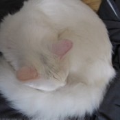 Photo d'Angora turc