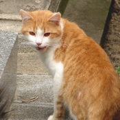 Photo de Chat domestique