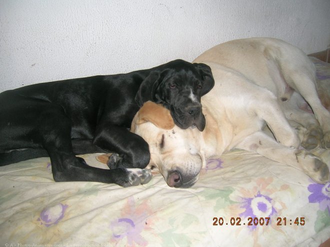 Photo de Labrador retriever