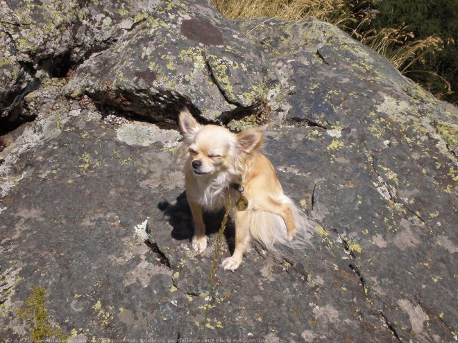 Photo de Chihuahua  poil long