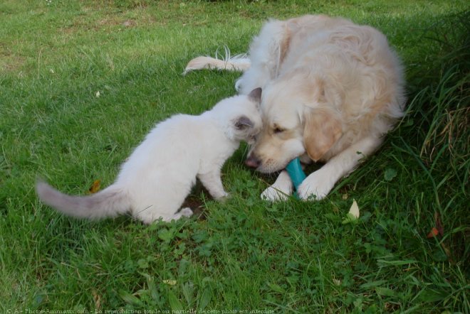 Photo de Races diffrentes