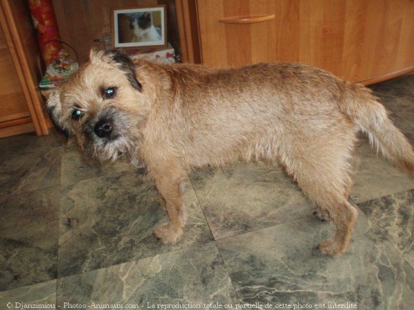 Photo de Border terrier