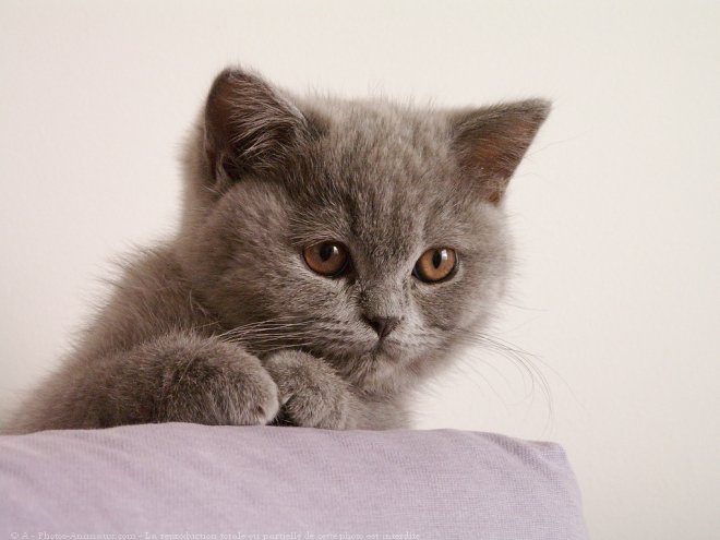 Photo de British shorthair