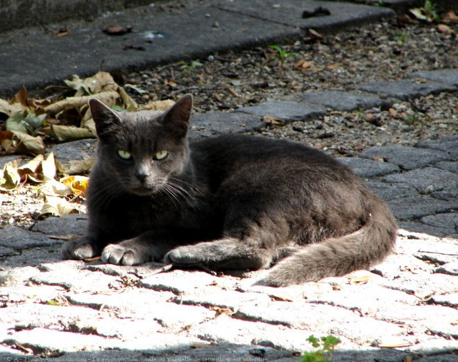 Photo de Chat domestique