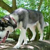 Photo de Husky siberien