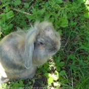 Photo de Lapin