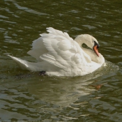 Photo de Cygne