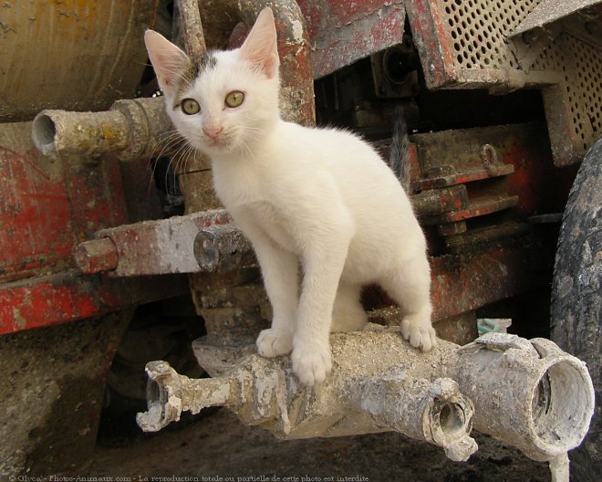 Photo de Chat domestique