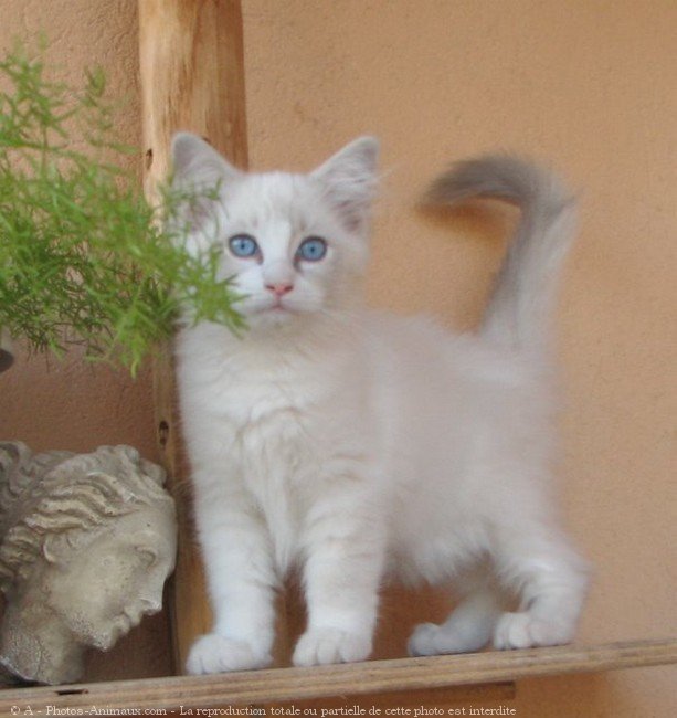 Photo de Ragdoll