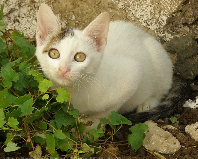 Photo de Chat domestique