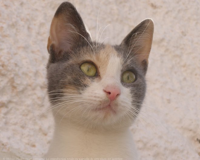 Photo de Chat domestique