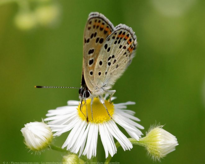 Photo de Papillon