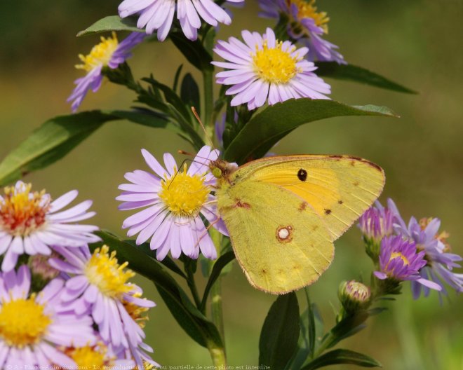 Photo de Papillon