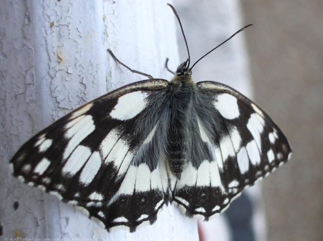 Photo de Papillon - demi deuil