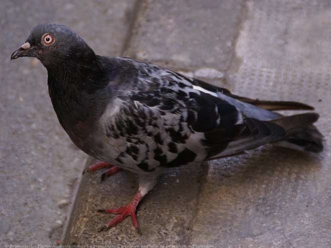 Photo de Pigeon