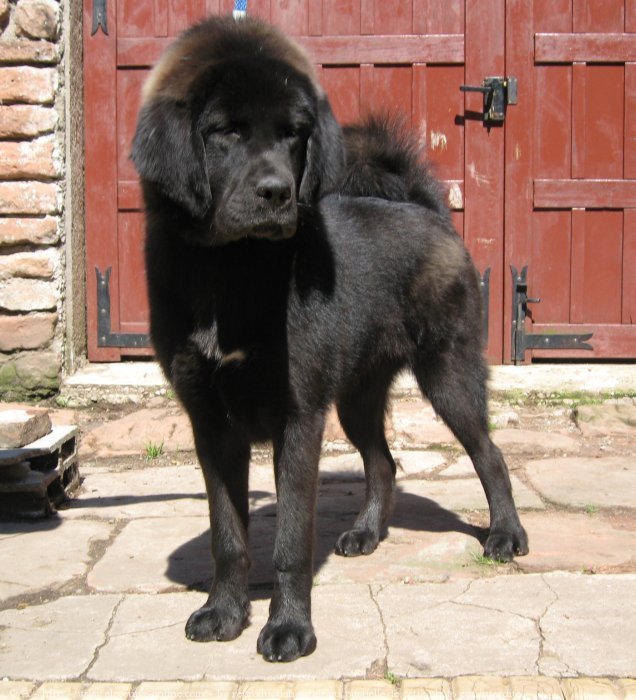 Photo de Dogue du tibet