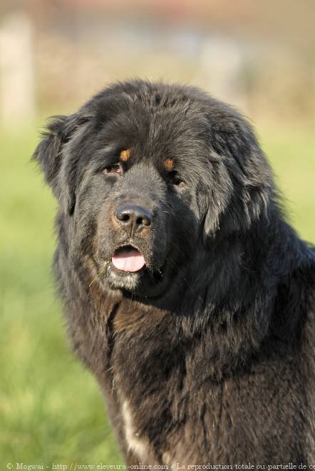 Photo de Dogue du tibet