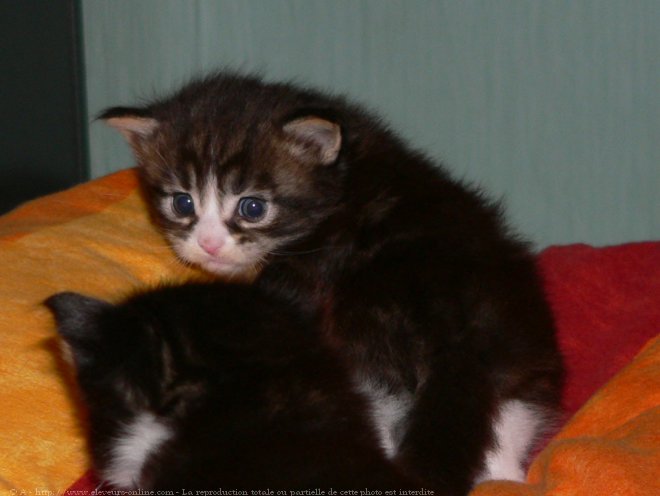 Photo de Maine coon