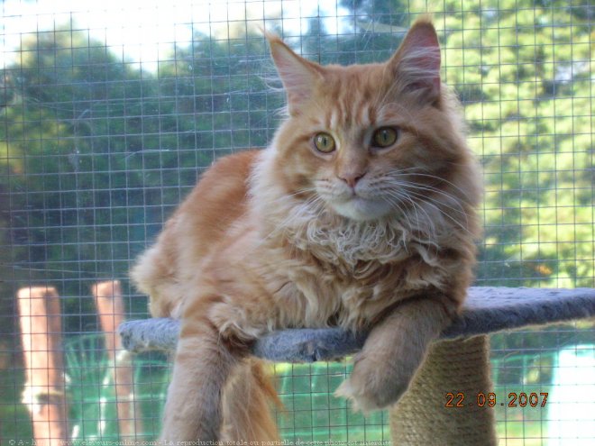 Photo de Maine coon