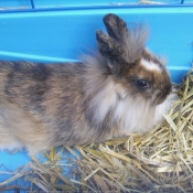 Photo de Lapin