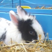 Photo de Lapin