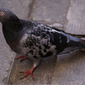 Photo de Pigeon