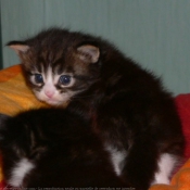 Photo de Maine coon