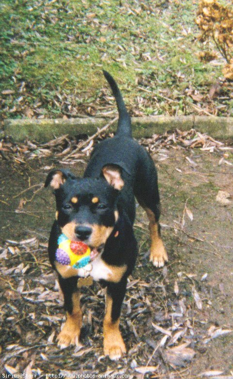 Photo d'American staffordshire terrier