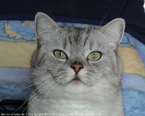 Photo de British shorthair