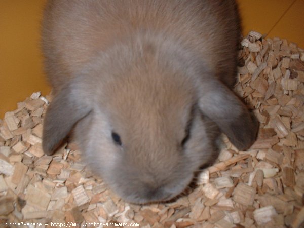 Photo de Lapin