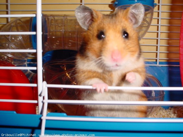 Photo de Hamster