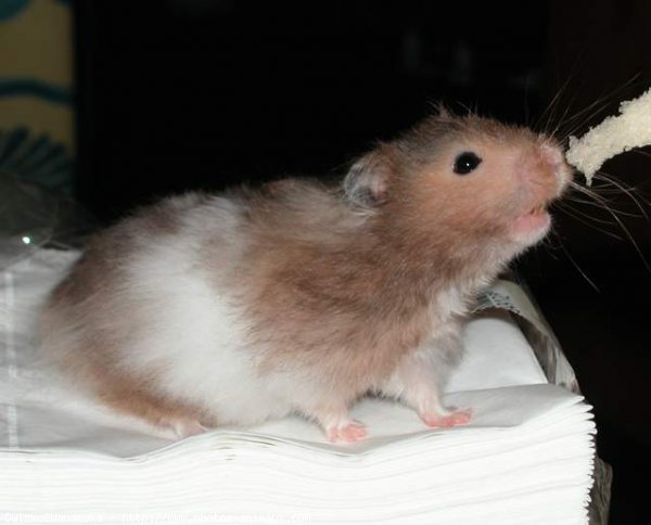 Photo de Hamster