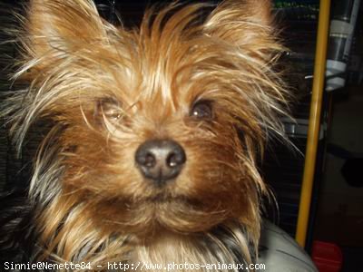 Photo de Yorkshire terrier