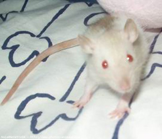 Photo de Rat