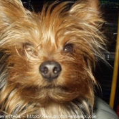 Photo de Yorkshire terrier