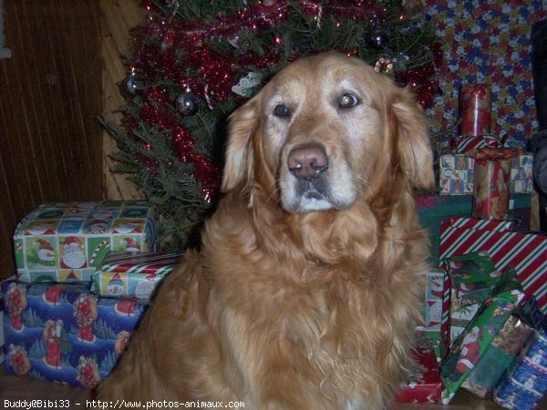 Photo de Golden retriever