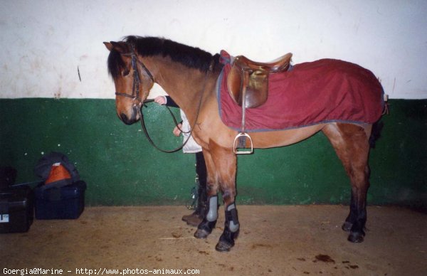 Photo de Poney franais de selle