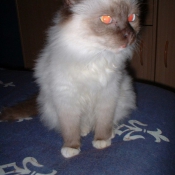 Photo de Sacr de birmanie