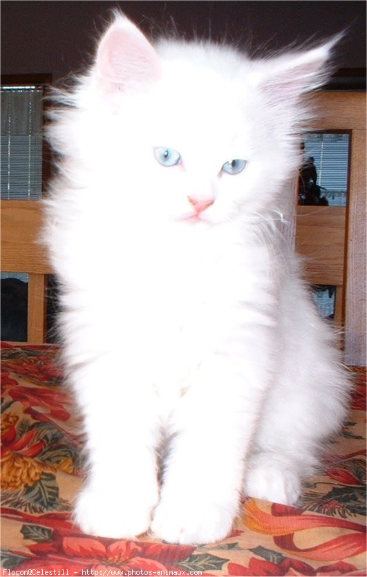 Photo d'Angora turc